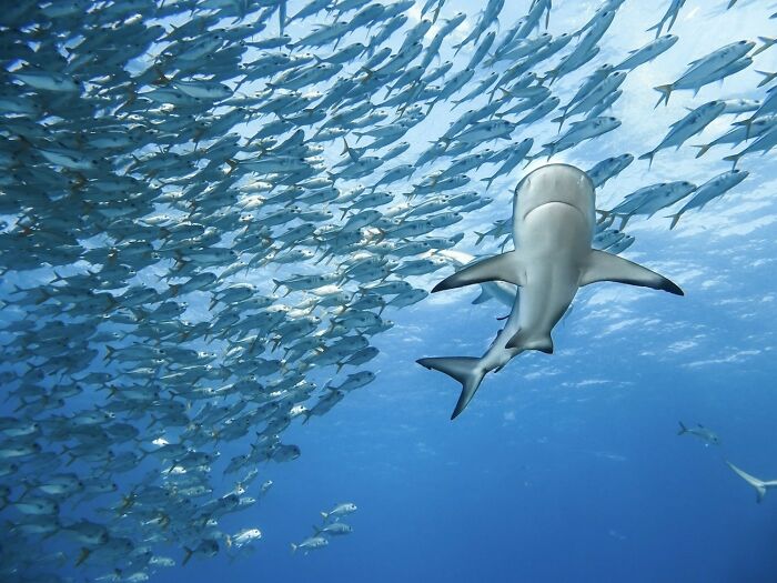 Discovery Of The Year - Underwater: Blending In By Gillian Shark