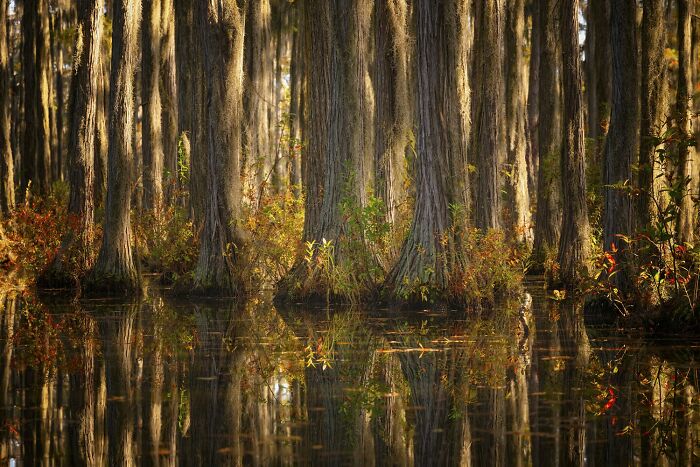 Discovery Of The Year - Landscapes: Fall In The Cypress Swamp By Ben Murphy