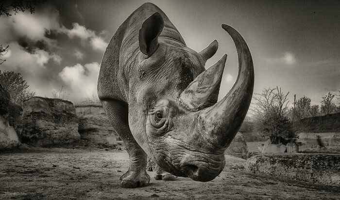 Photographer Of The Year - Wildlife: Nose To Nosehorn By George Dian Balan