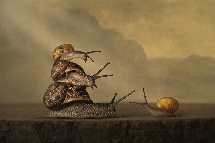 Photographer Of The Year - Fine Art: Gathering Of Snails By Annemiek Muller-Rijnaard