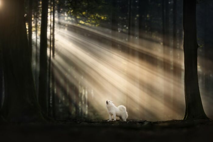 Photographer Of The Year - Domestic Animals: Echo Of Light By Fleur Scholte