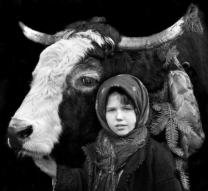 Young girl with a scarf stands beside a cow, showcasing resilience and beauty in Istvan Kerekes' photography.