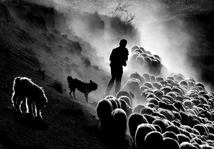 Shepherd leads sheep in a misty landscape, depicting resilience and beauty of everyday people, photograph by Istvan Kerekes.