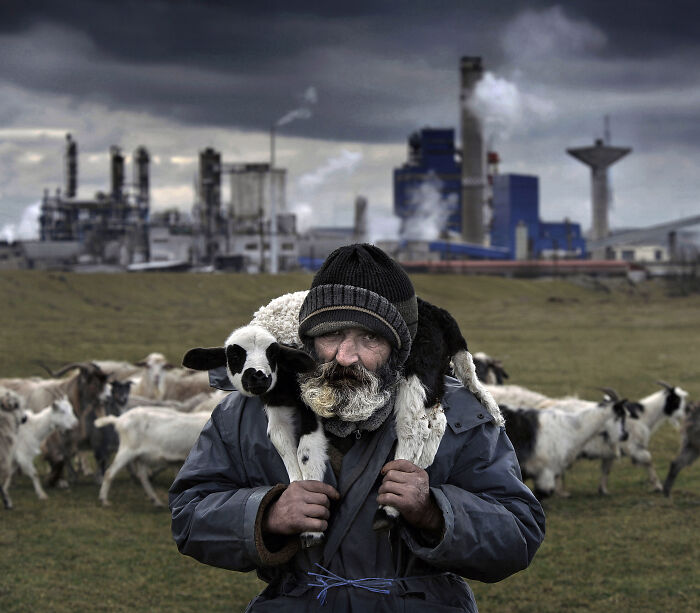 An elderly man carries a sheep amidst a flock, showcasing resilience and beauty in everyday life, with industrial backdrop.