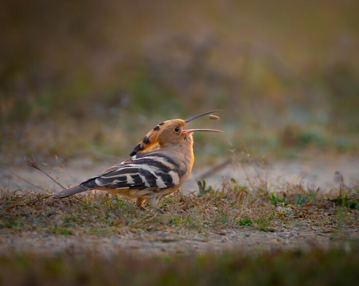 Close-up photo of a hoopoe bird with vibrant plumage foraging on a grassy field.