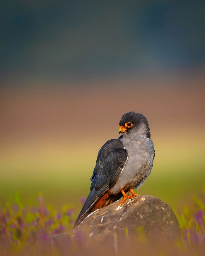 Close-up photo of a bird perched on a rock, showcasing beautiful details of wildlife in a natural setting.