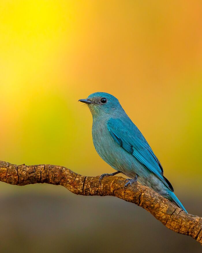 Close-up photo of a vibrant blue bird perched on a branch with a blurred yellow-orange background, showcasing wildlife beauty.