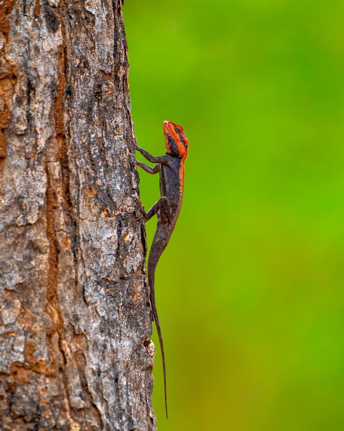 Close-up photo of a colorful lizard climbing a tree, showcasing wildlife photography skills.