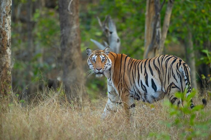 Close-up photo of a tiger in the wild, showcasing its beautiful stripes and alert expression against a natural forest background.