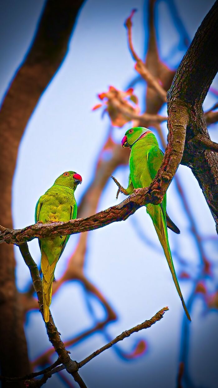 Close-up photo of two green parrots on a tree branch, showcasing beautiful wildlife photography.