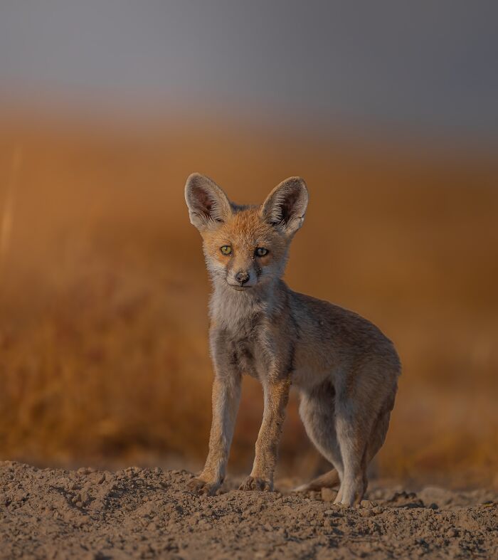 Close-up photo of a young fox standing on sandy terrain, showcasing wildlife photography.