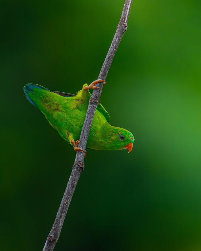 Close-up photo of a green parrot hanging on a branch, showcasing vivid wildlife photography.