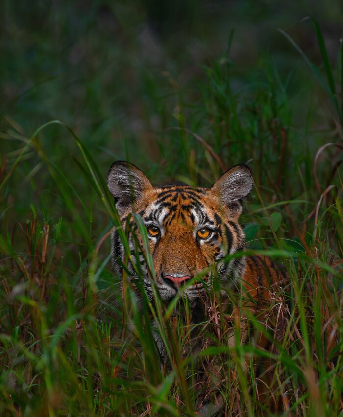 Close-up photo of a tiger in the wild, its eyes peering through tall grass, capturing the beauty of wildlife.