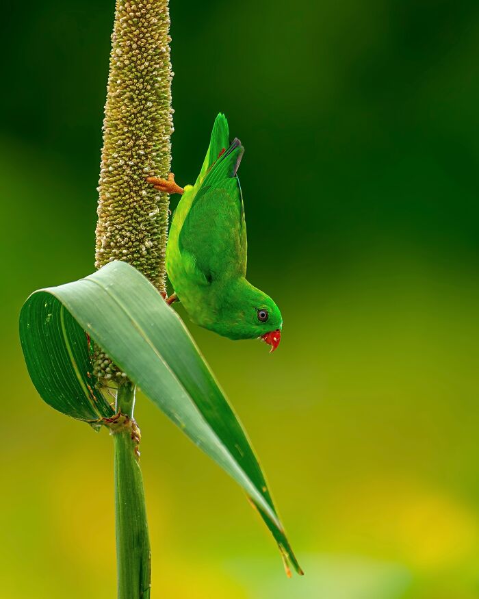 Close-up photo of a vibrant green bird perched on a plant, showcasing beautiful wildlife.