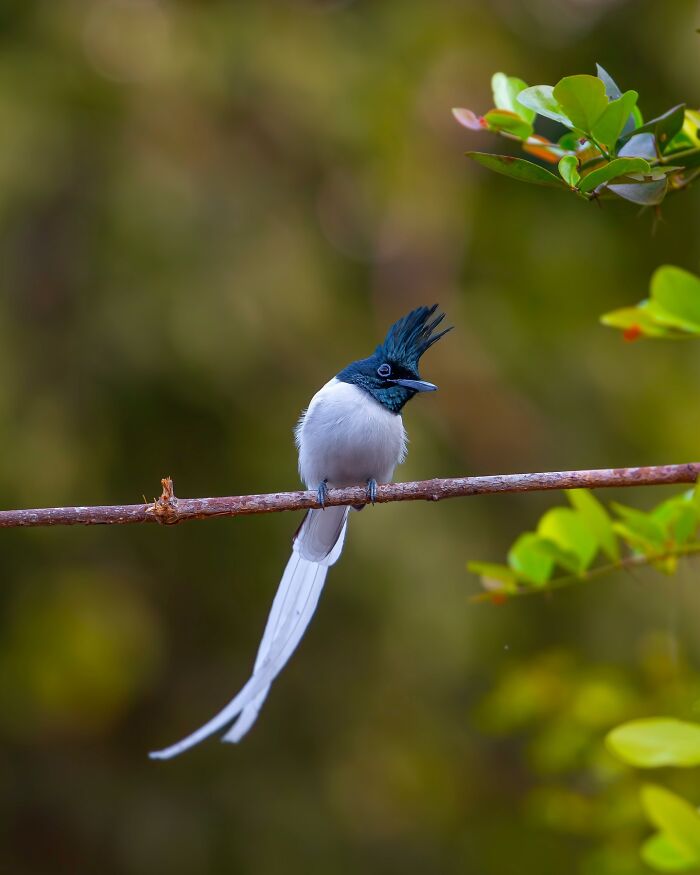 Close-up of a bird with a black crest and long white tail perched on a branch, displaying wildlife photography.