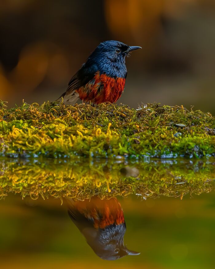 Close-up photo of a vibrant bird perched on moss, with its reflection visible in the water below.