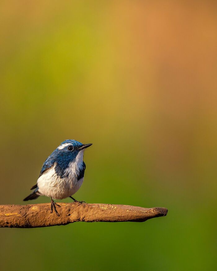 Close-up of a blue and white bird perched on a branch with a blurred green background, showcasing wildlife photography.