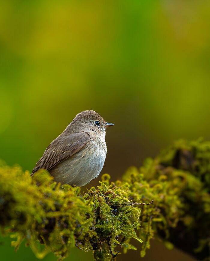 Close-up of a small bird perched on a moss-covered branch, showcasing beautiful wildlife photography.