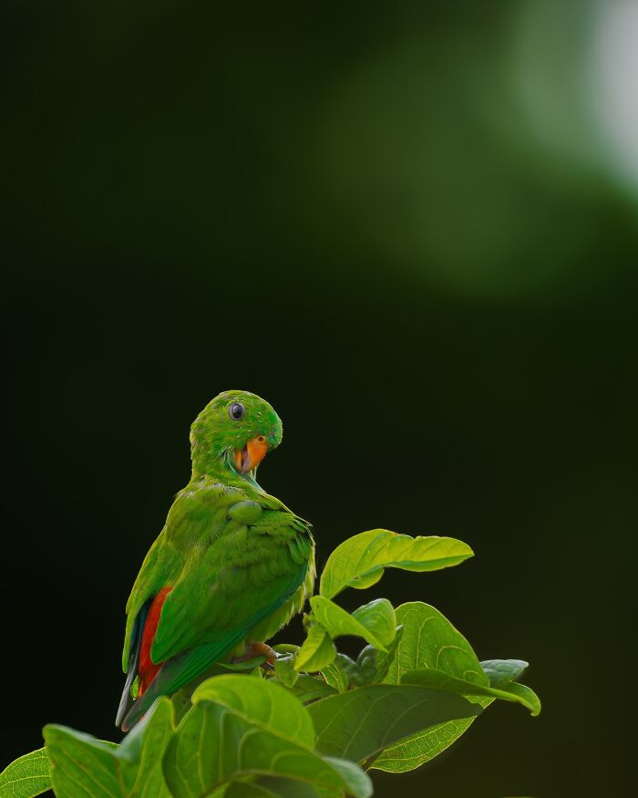 Close-up photo of a green parrot perched on leaves, showcasing wildlife's vibrant colors.