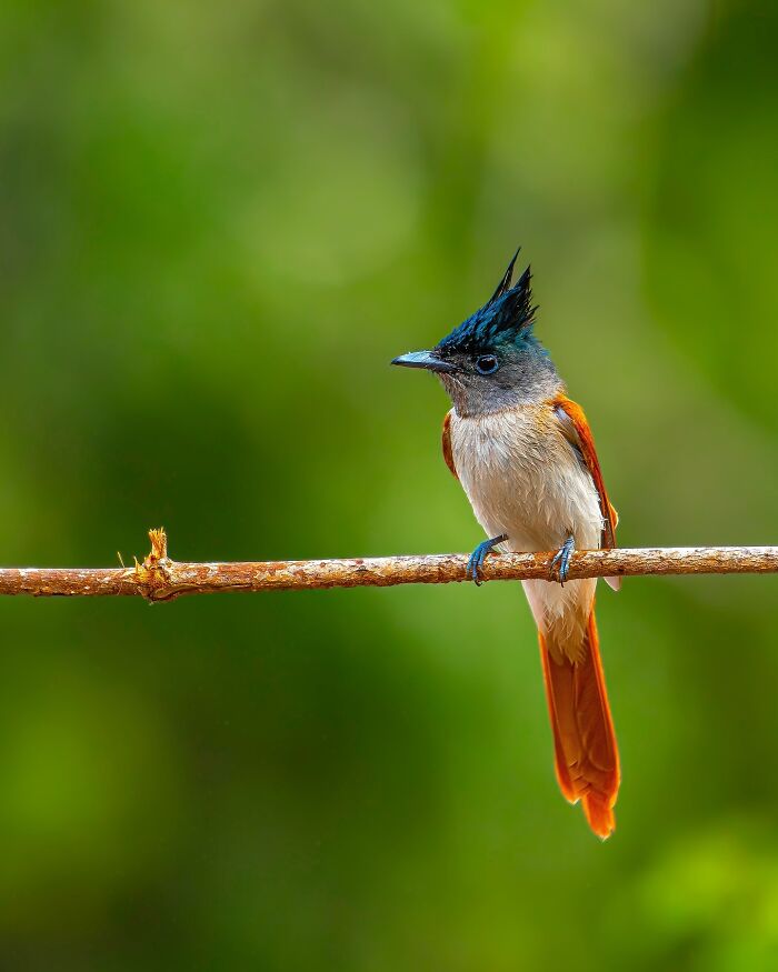 Close-up photo of a colorful bird perched on a branch, showcasing beautiful wildlife photography against a lush green background.