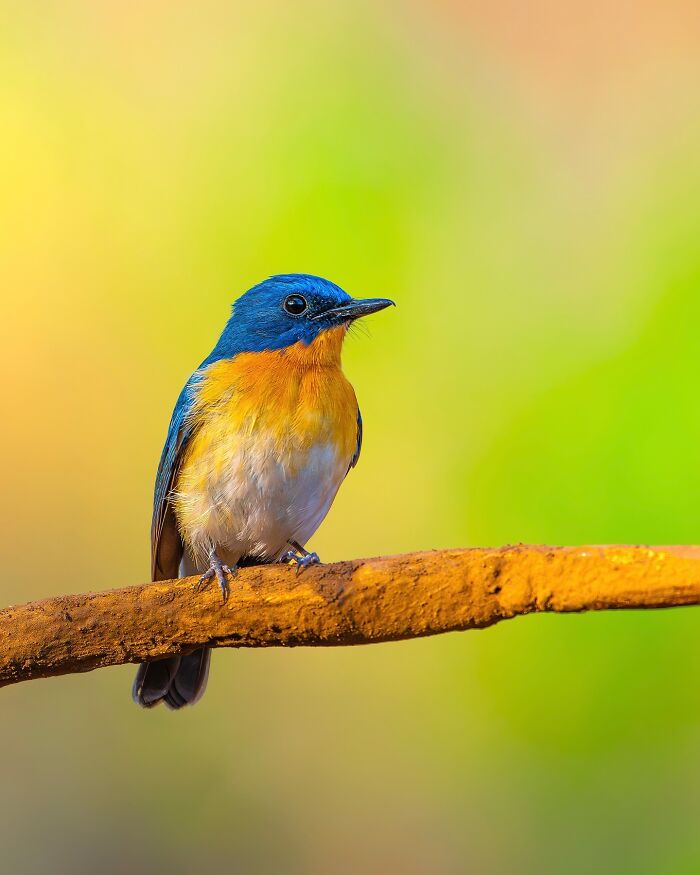 Close-up photo of a colorful bird sitting on a branch, showcasing the beauty of wildlife photography.