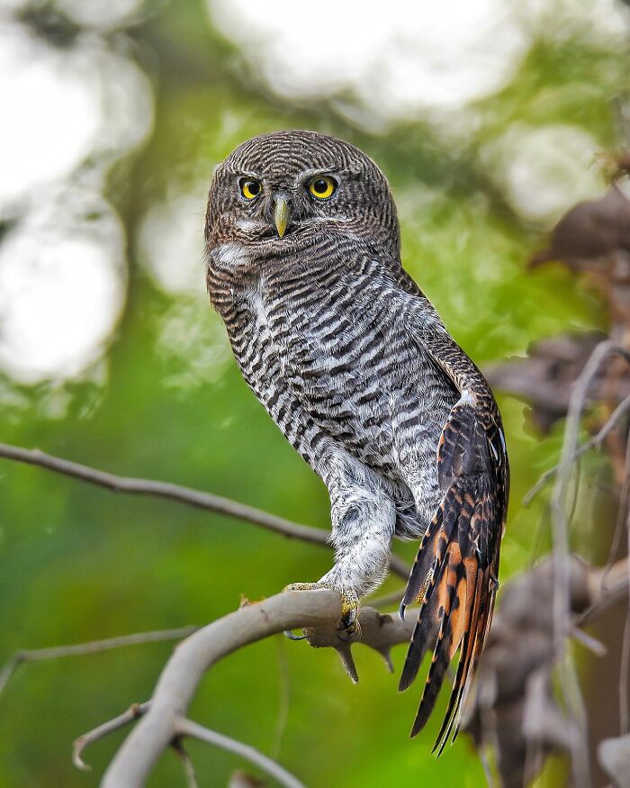 Close-up photo of an owl perched on a branch in its natural habitat, showcasing wildlife photography.