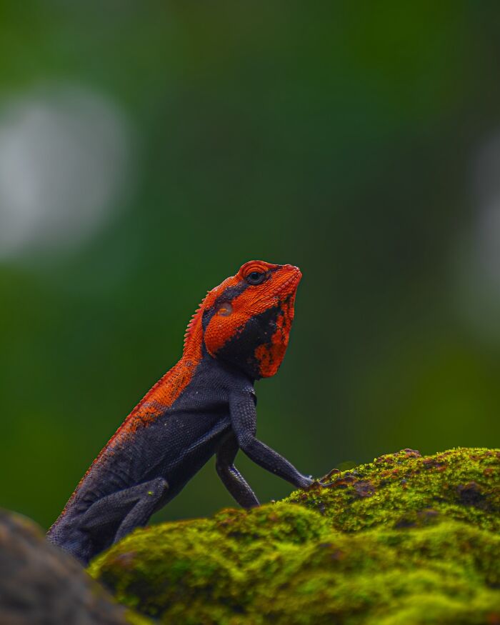 Close-up photo of a vibrant lizard on moss, showcasing wildlife photography.