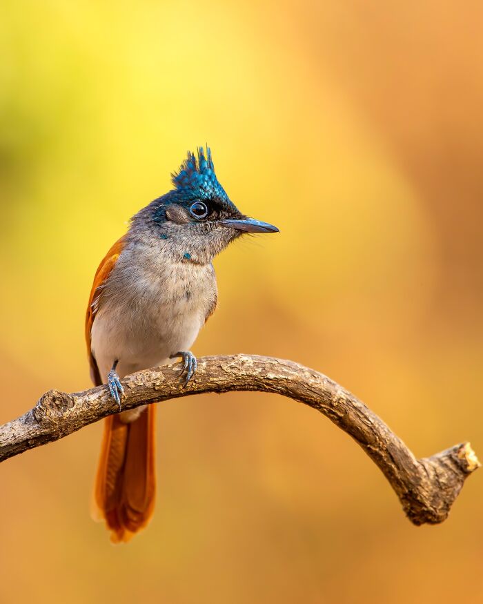 Close-up photo of a bird with vibrant blue plumage perched on a branch, showcasing wildlife photography.