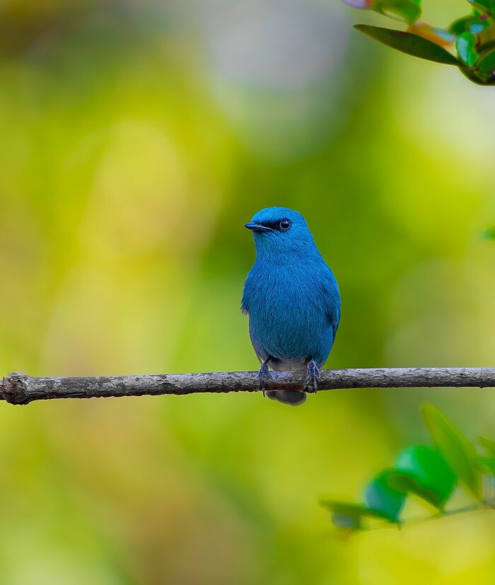 Close-up photo of a vibrant blue wild bird perched on a branch, showcasing wildlife beauty.