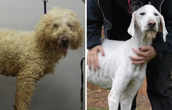 Dog before and after grooming, showcasing the impact made by a dedicated pet groomer working for free.