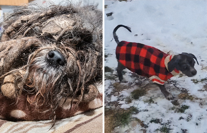 Neglected dog before grooming on the left; same dog after grooming, wearing a red plaid coat, on the right.