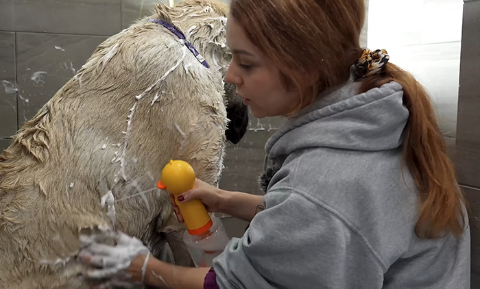 Vanessa De Prophetis washing a dog.