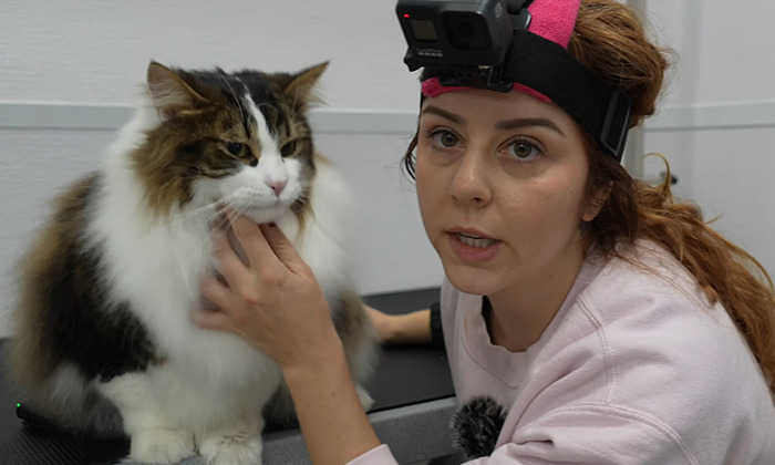 Vanessa De Prophetis with head camera comforting a fluffy cat on a grooming table.