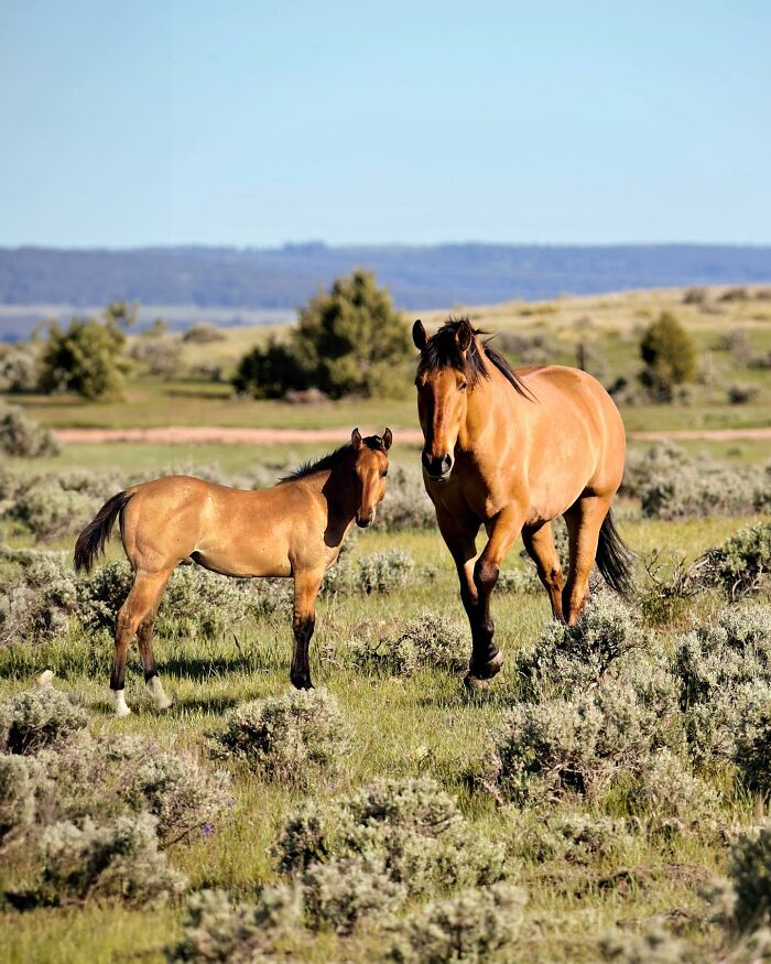 A horse standing beside its younger version in an open field, illustrating heartwarming moments.