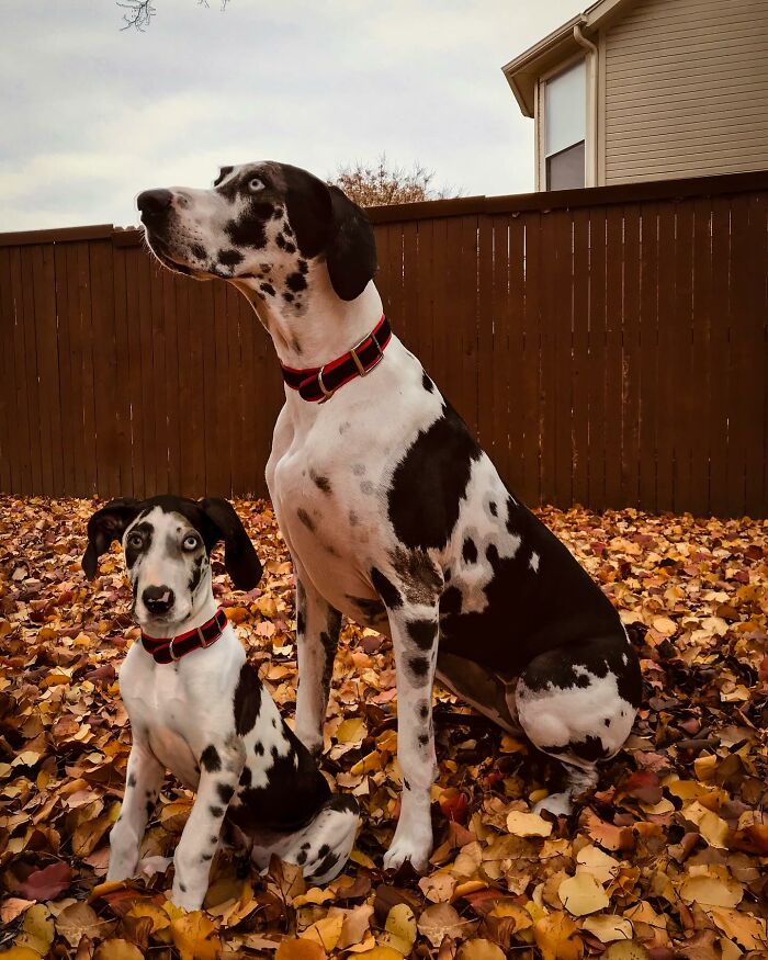 Dalmatian and puppy sitting together on autumn leaves in a backyard.