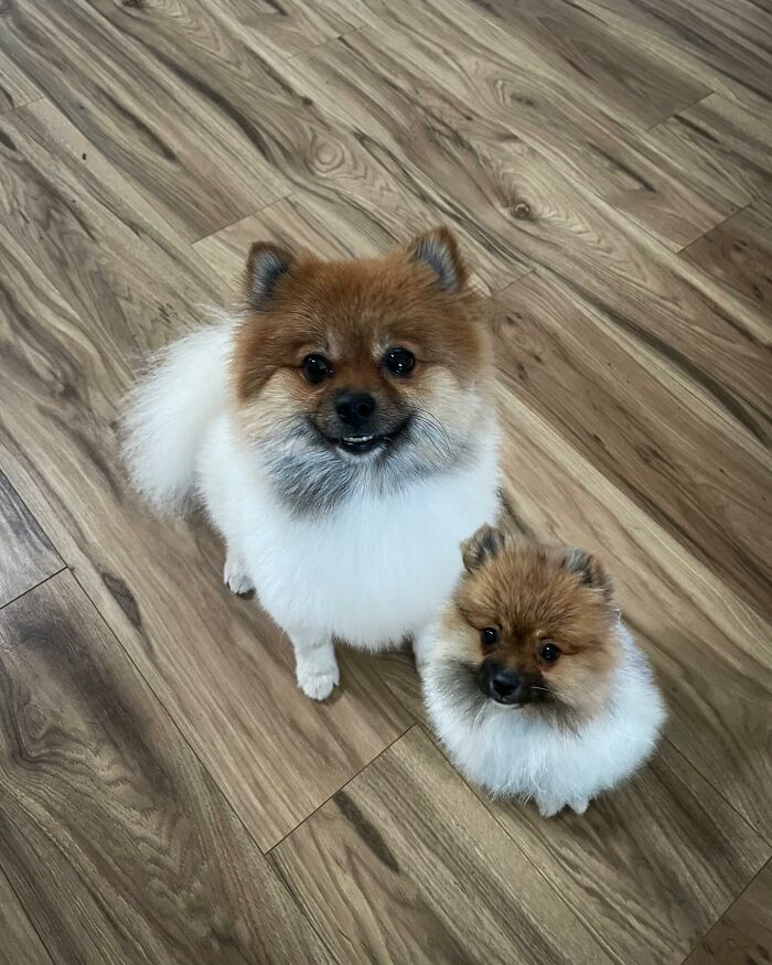 Two fluffy Pomeranians sitting on a wooden floor, showcasing a heartwarming pet photo edit with younger version.