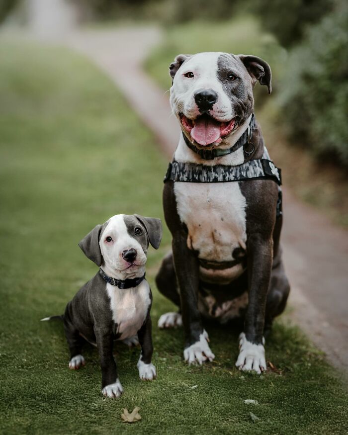 Adult dog sitting next to its younger version on grass, illustrating heartwarming pet photo edits.