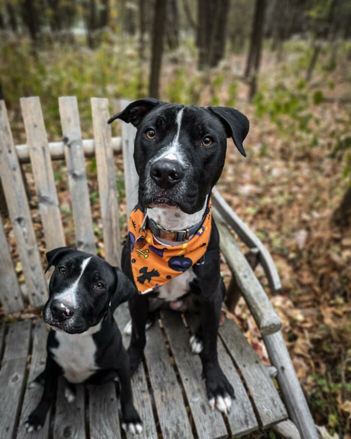 Dog and puppy on a wooden bench in a forest setting, capturing heartwarming pet moments together.