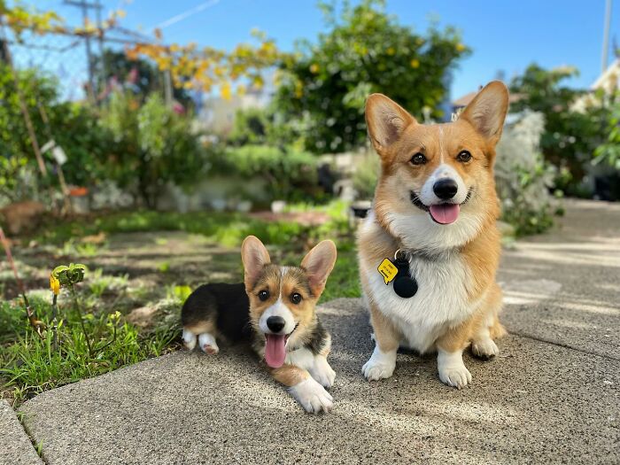 Two Corgis sitting on a path, with the younger version on the left.