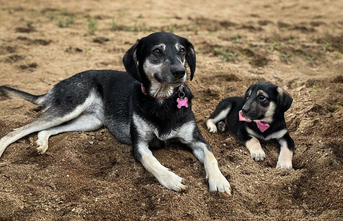 Adult dog with a pink tag lying next to its younger version on sand, showcasing heartwarming pet photo edits.