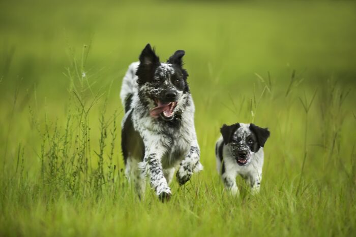 Older dog and its younger version running together in a grassy field, an edit by Mandy Helwege.