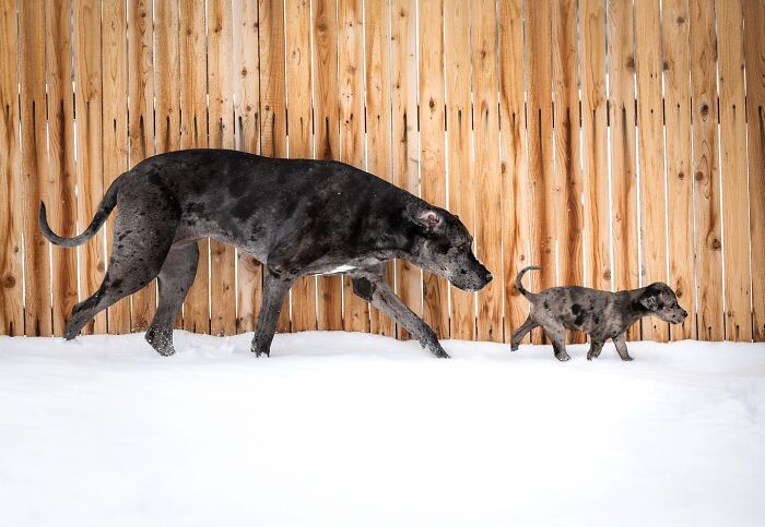 Dog and its puppy version walking together in snow by a wooden fence.