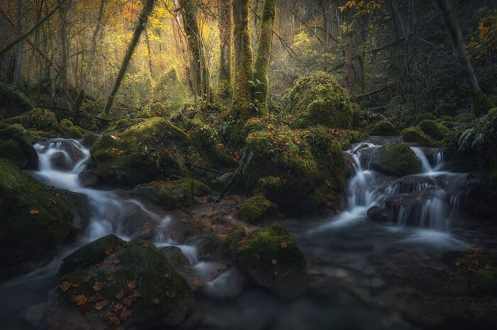 Moss-covered woodland with a flowing stream, capturing the essence of winning photos from The Artist Gallery Awards.