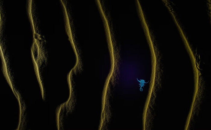 Winning photo features a small glowing blue scorpion on dark sand dunes, Artist Gallery Awards 2024.