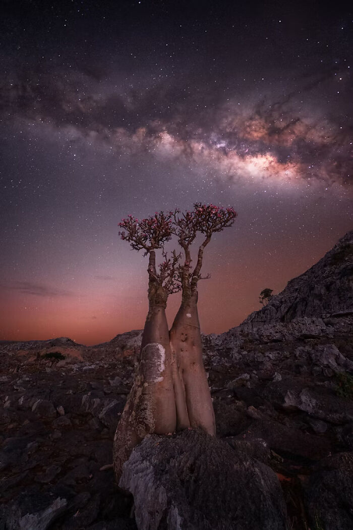 Baobab trees under a starry night sky, capturing a winning moment from The Artist Gallery Awards.