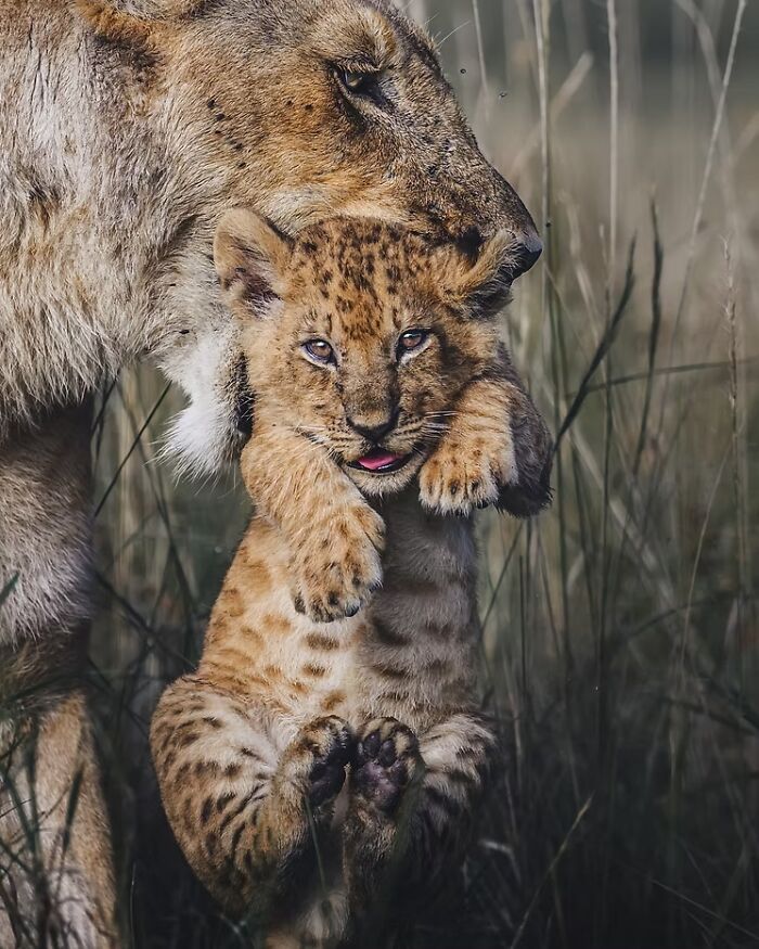 Lion cub being carried by mother, a winning photo from The Artist Gallery Awards 2024.