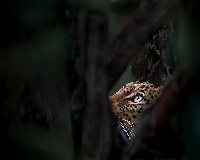 Close-up of a leopard's eye through foliage, a winning photo from the 2024 Artist Gallery Awards.