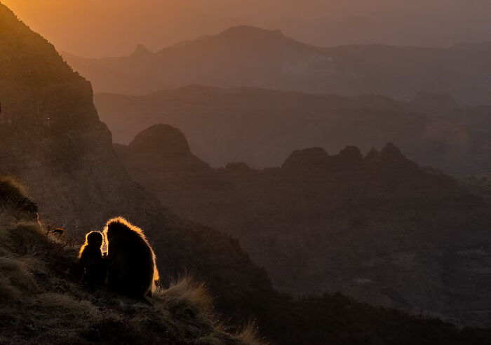 Silhouette of monkeys against a sunset backdrop, capturing nature's beauty, from The Artist Gallery Awards.