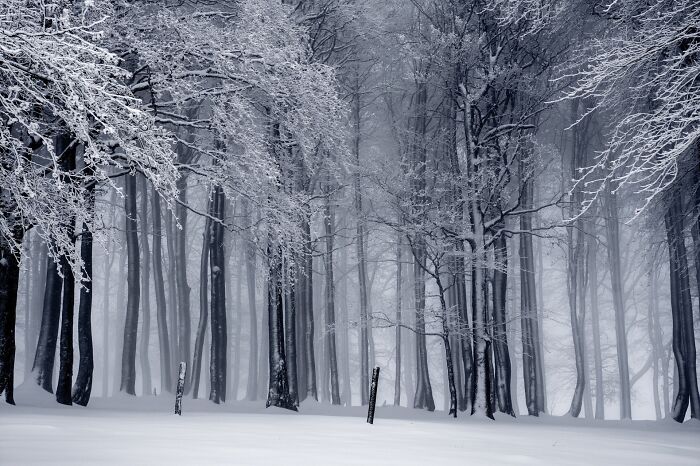 Snow-covered forest with misty trees, illustrating stunning natural phenomena.