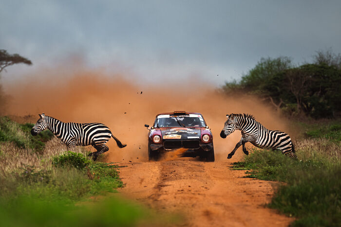 Rally car racing in a dusty track, two zebras running ahead, showcasing award-winning sports photography.